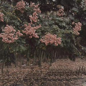 丝袜老师任我玩弄
